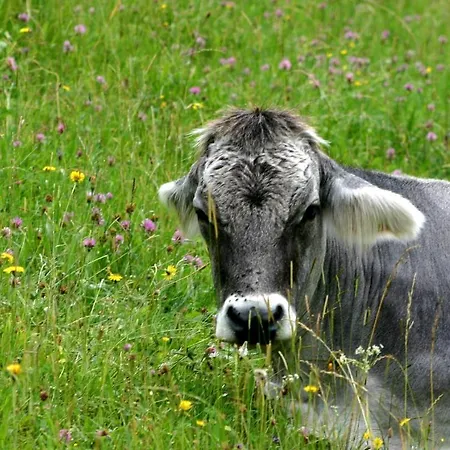 Alpenappartements Brand Appartement *